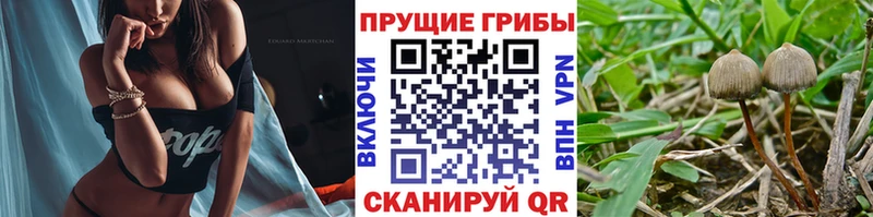 Псилоцибиновые грибы Cubensis  наркошоп  Шумерля 